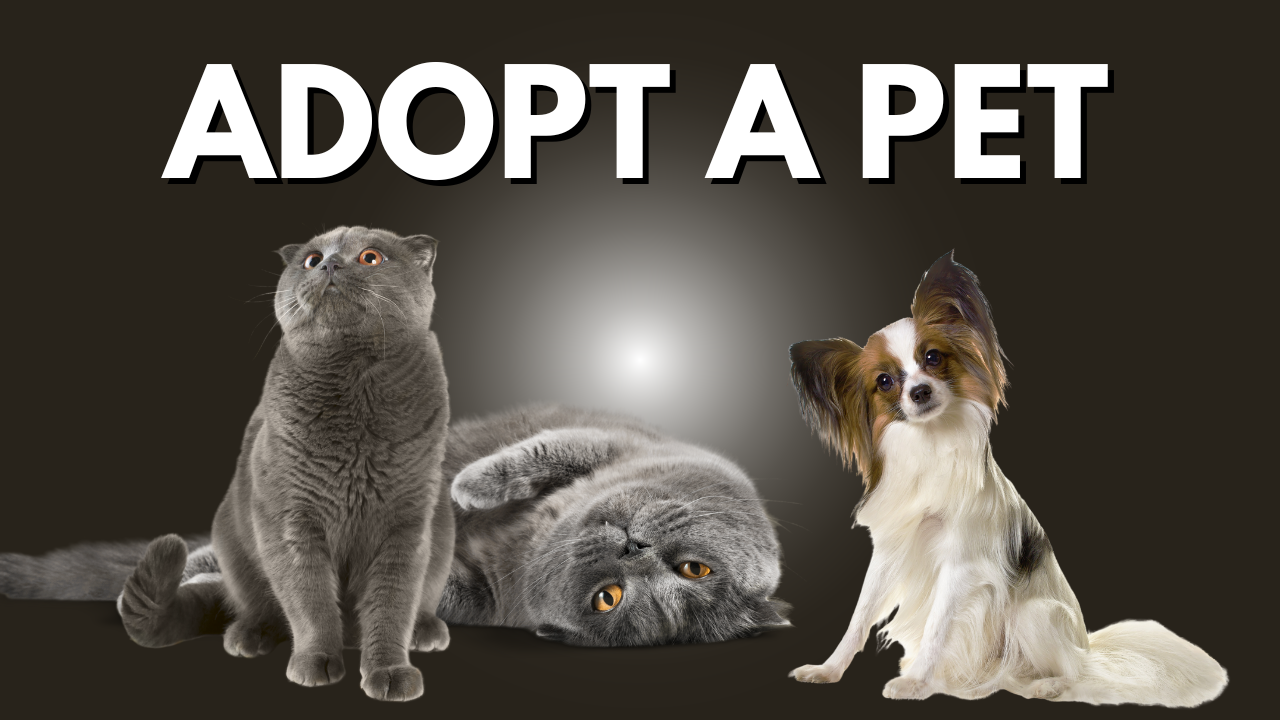 Top 7 Must-Have Pet Accessories for Cat and Dog Owners in the USA